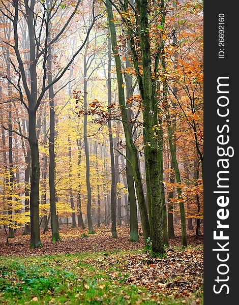 Autumn colors in the deciduous forest. Autumn colors in the deciduous forest