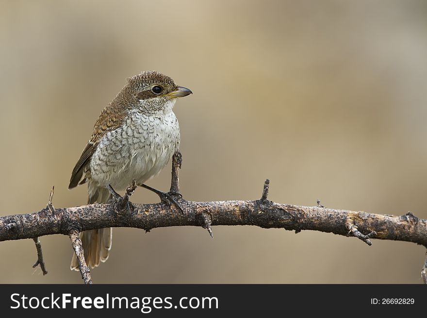 Red backed shrike on a branch. Red backed shrike on a branch
