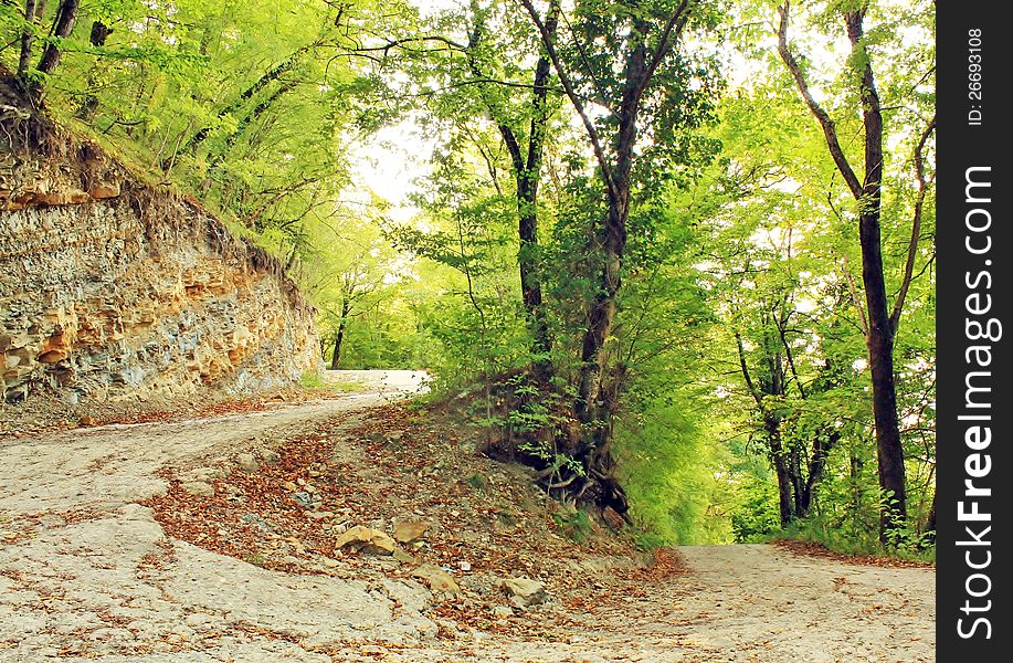 Local road in relict caucasian mountain forest in morning time. Local road in relict caucasian mountain forest in morning time