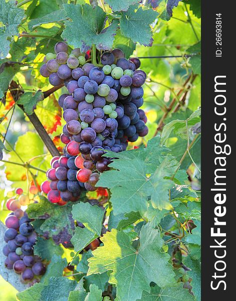 Beautiful grapes of various colours taken in a vineyard . Against sunset light