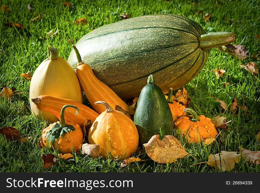 Set of vegetables of an autumn crop on a grass
