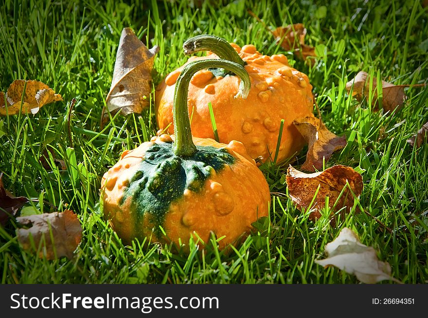 Two small decorative pumpkins on an autumn grass