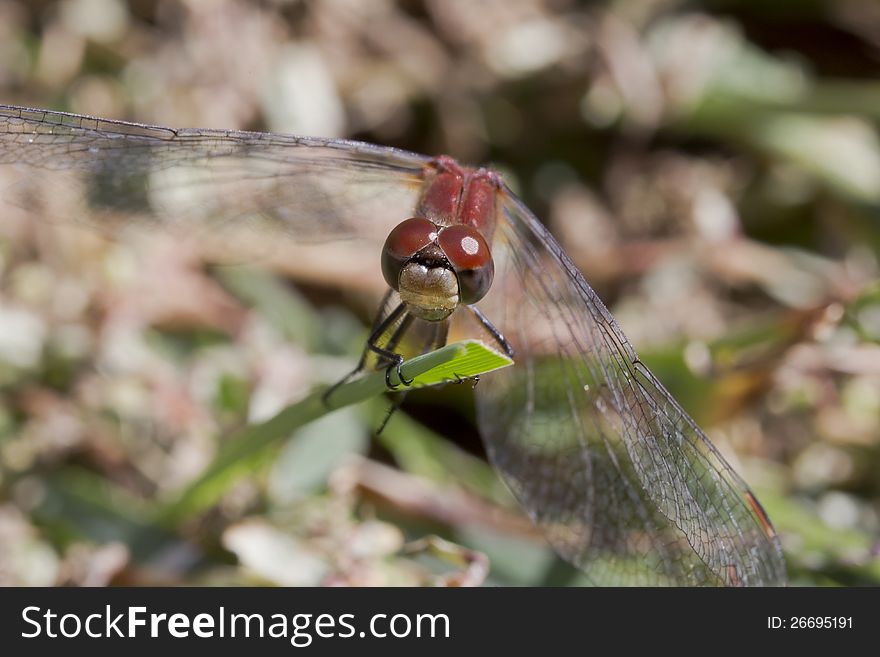 A red dragon fly is resting on the grass. A red dragon fly is resting on the grass.