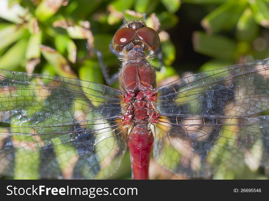 A red dragon fly is resting on the leaves. A red dragon fly is resting on the leaves.