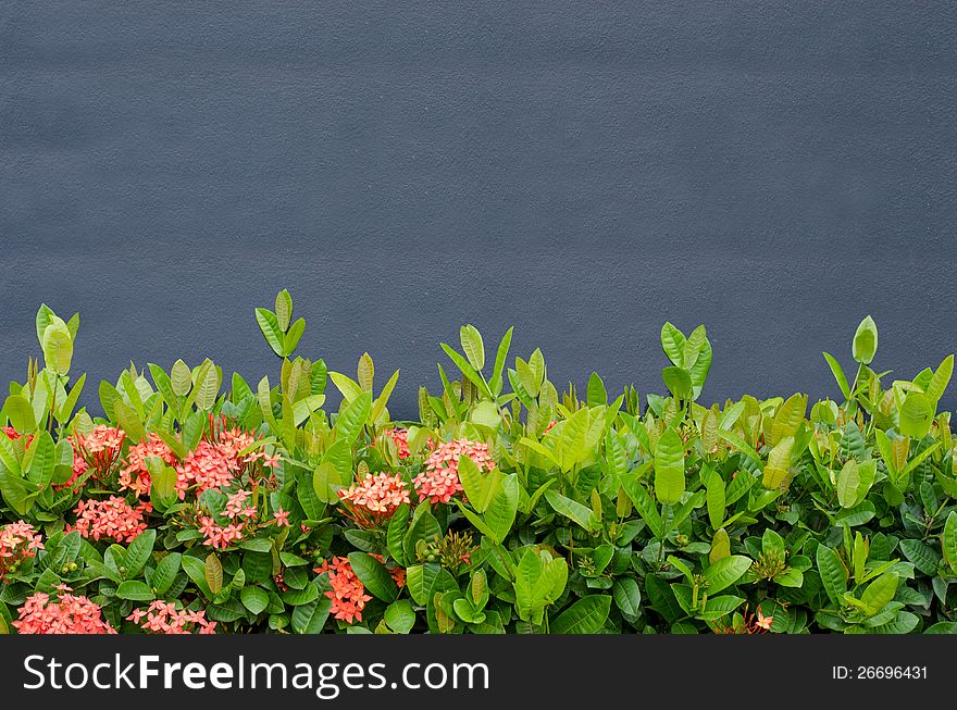 Gray cement wall with green leaves background