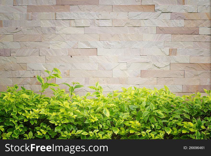 Wall rock with beautiful green leaves background