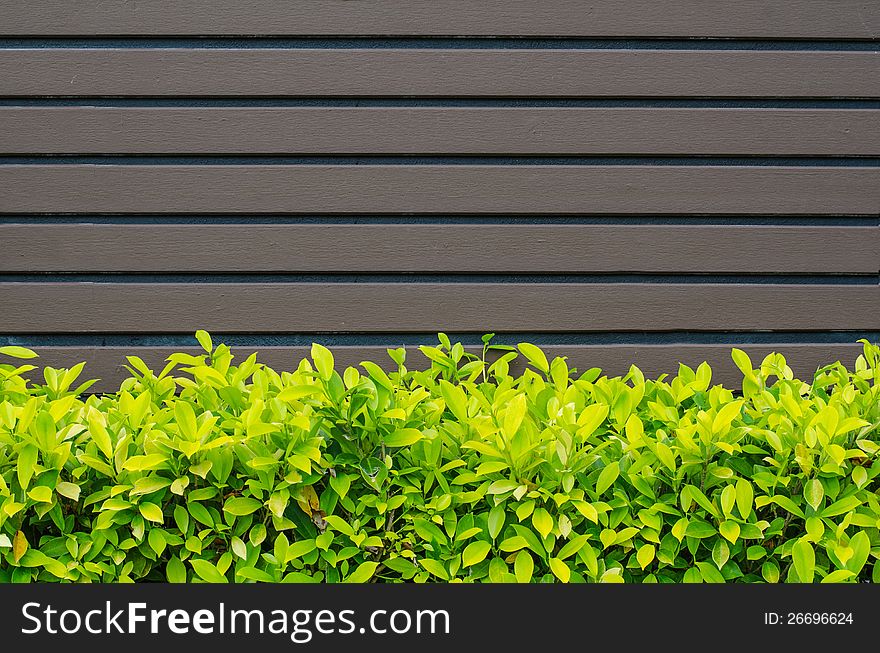 Brown Wooden Wall With Green Leaves