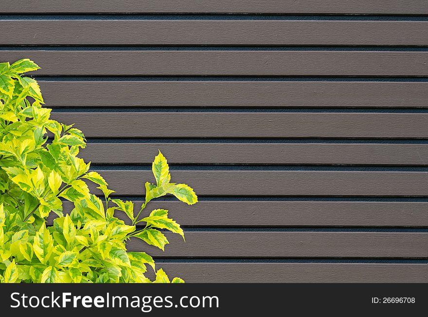 Gray wooden wall with green leaves background