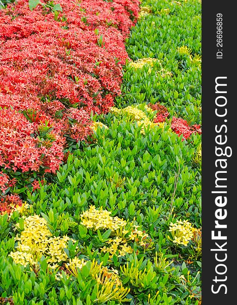 Red Ixora texture for background. Red Ixora texture for background