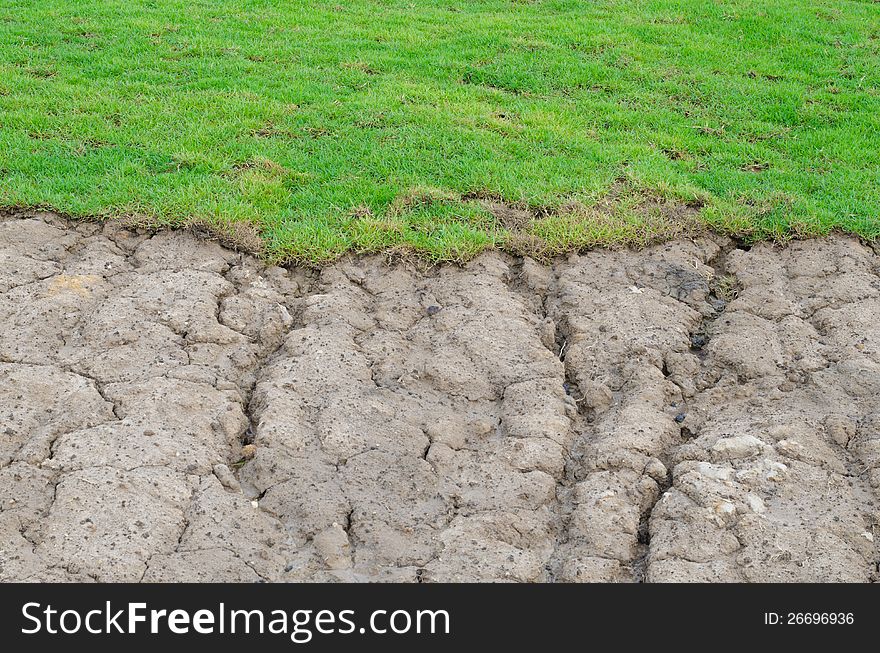 Background planting new grass texture