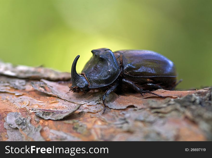 The rhinoceros beetle sitting on a beam