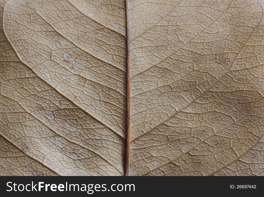Macro of a leaf texture
