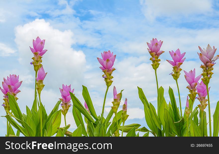 Pink flowers with blue sky backgroud