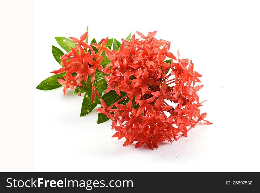 Red Ixora flower in thailand