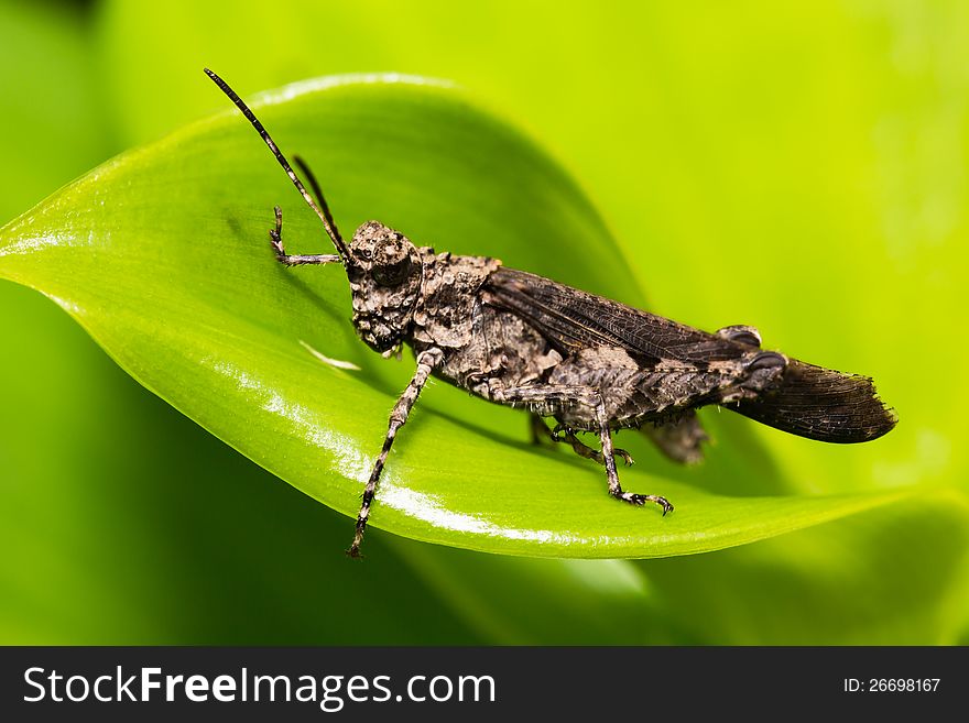 Closeup Grasshopper on green leaf