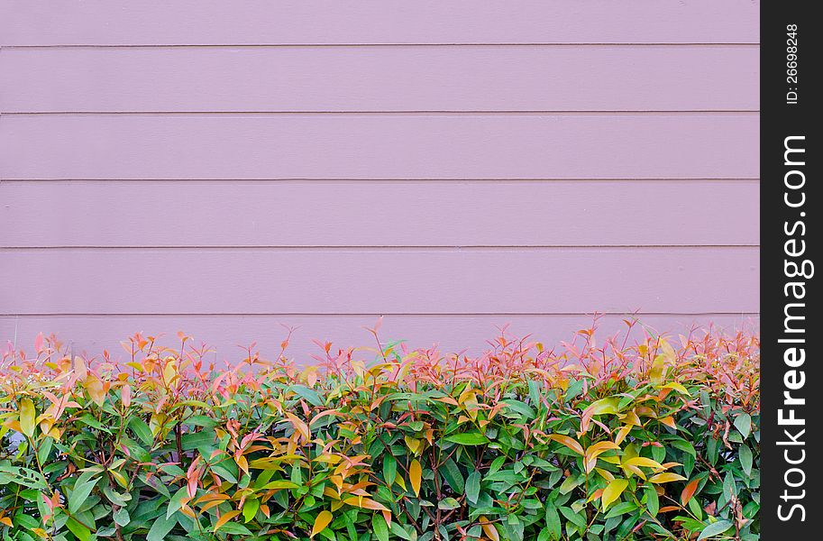 Pink Wooden Wall  With Beautiful Green Leaves