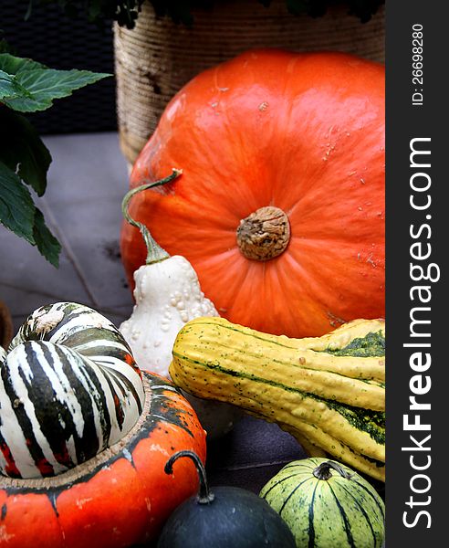 Variation of ripe farm autumn vegetables