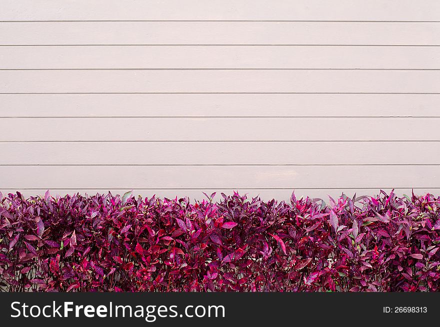 Pink wooden wall with red leaves background. Pink wooden wall with red leaves background