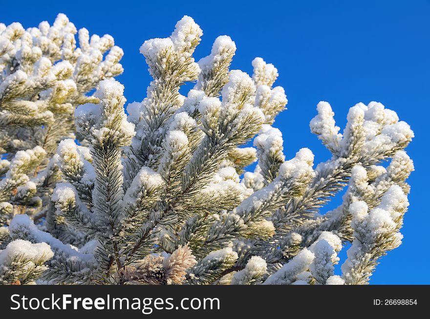 Snow-covered pine tree in the rays of the bright sun. Snow-covered pine tree in the rays of the bright sun