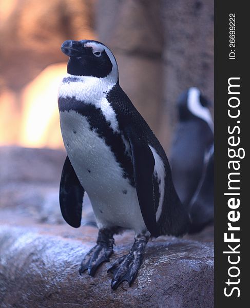 Humboldt penguin standing in a rock