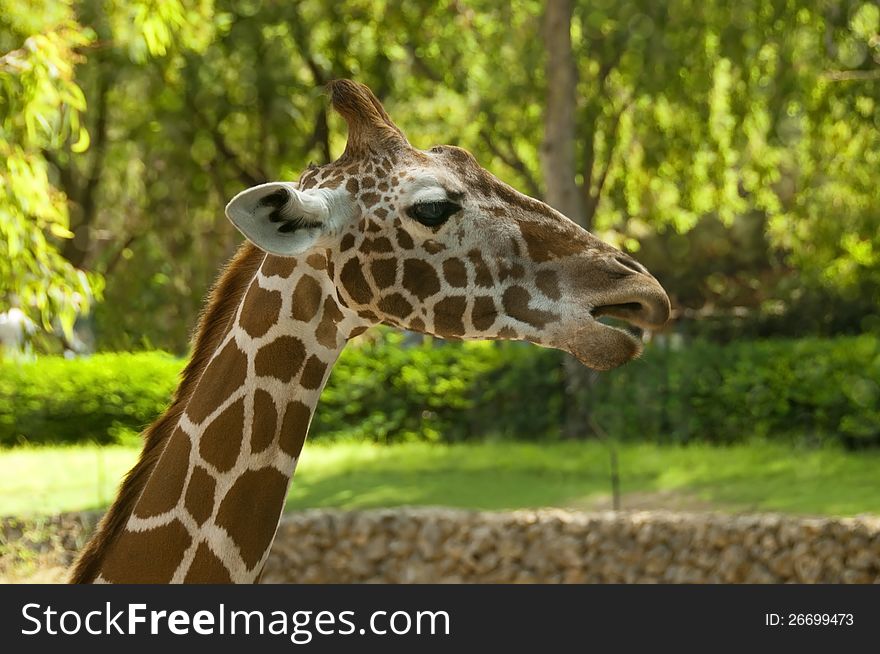 Close up shot of head of young giraffe. Close up shot of head of young giraffe