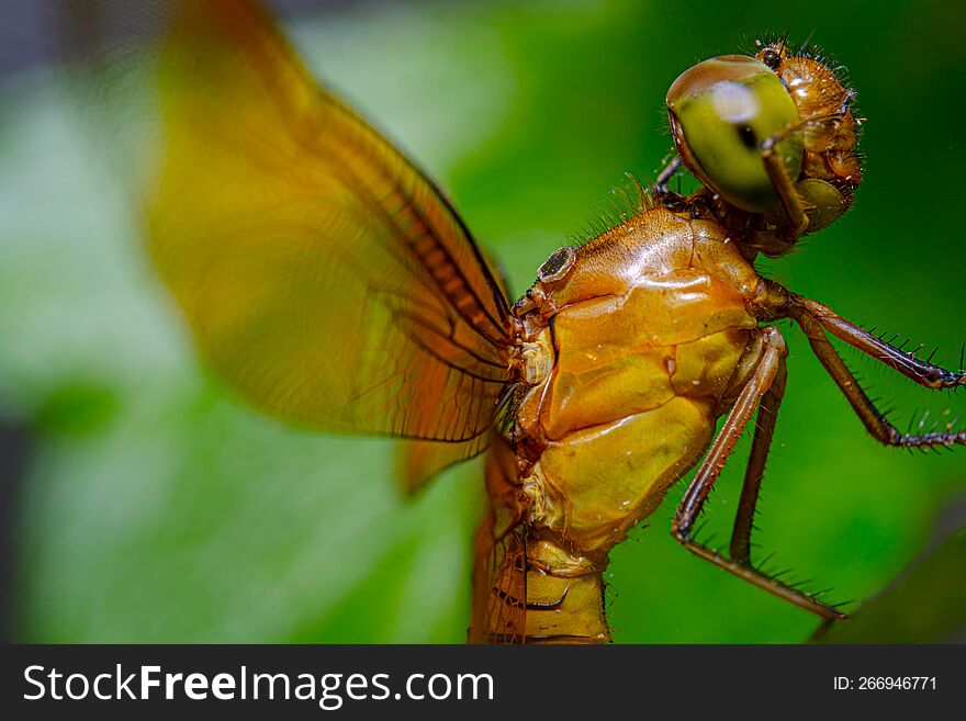 close-up dragonfly on a green leaf