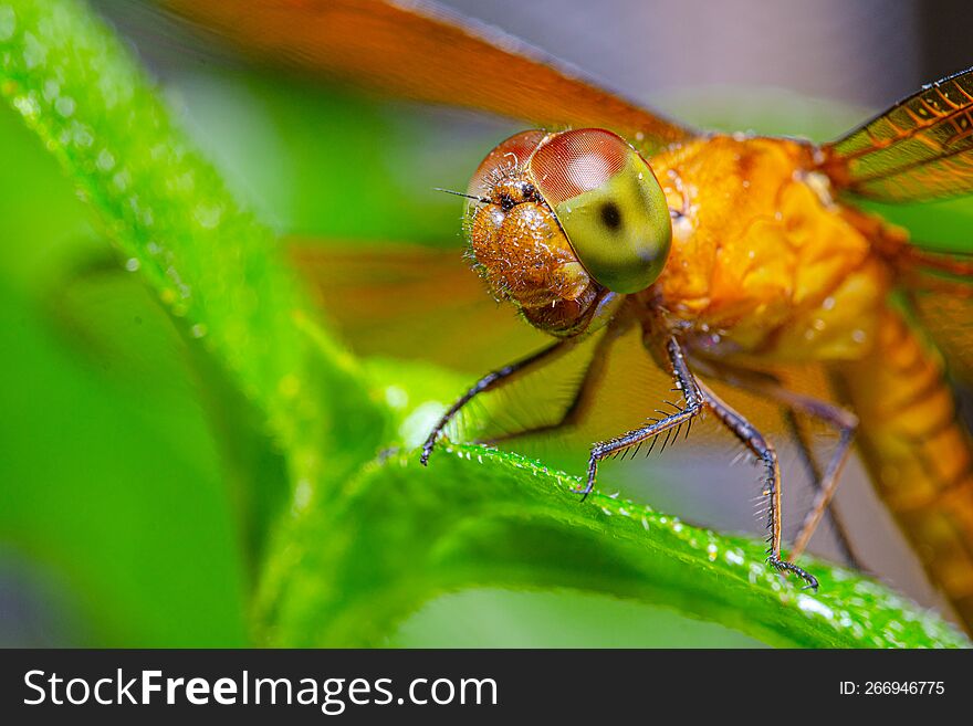 close-up dragonfly on a green leaf