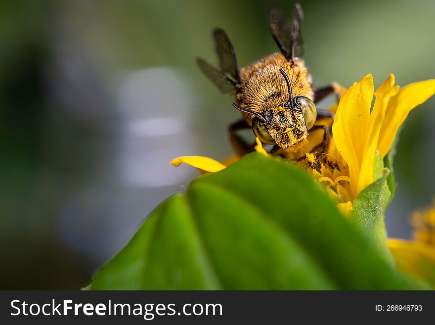 close-up blue banded bee pollinating on blossom yellow flower