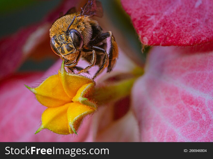 close-up blue banded bee on blossom mussaenda pink flower
