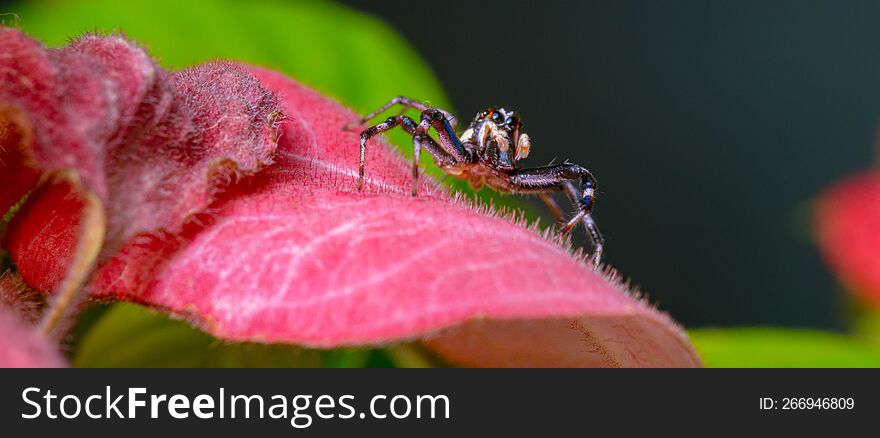 Jumping Spider On Pink Leaf Mussaenda