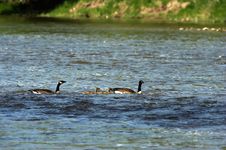 Family Of Canada Geese Royalty Free Stock Photos Family Of Canada Geese Royalty Free Stock Photos