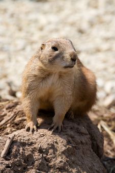 Prairie Dog Royalty Free Stock Photos