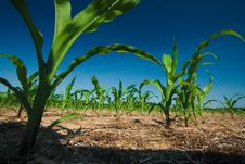 Corn Field Growing Stock Image Corn Field Growing Stock Image