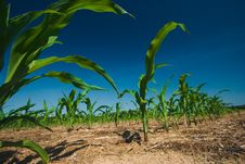 Corn Field Growing Stock Image Corn Field Growing Stock Image