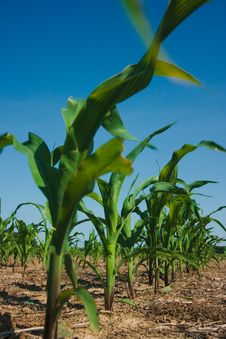Corn Field Growing Royalty Free Stock Photography Corn Field Growing Royalty Free Stock Photography