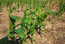 Corn Field Growing Stock Photography Corn Field Growing Stock Photography