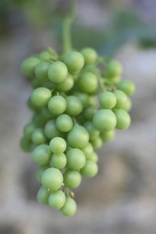 Free White Grapes Growing Stock Photo - 2671370