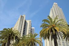 Sky Scrapers And Palm Trees Stock Photo Sky Scrapers And Palm Trees Stock Photo