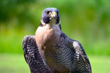 Peregrine Falcon Stock Image Peregrine Falcon Stock Image