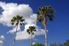 Palm Trees Royalty Free Stock Image Palm Trees Royalty Free Stock Image