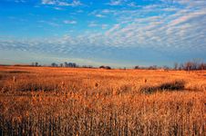 Wild Grass Stock Images Wild Grass Stock Images
