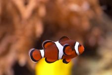 Clownfish Stock Photography Clownfish Stock Photography