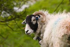 Cute Swaledale Sheep Royalty Free Stock Photos Cute Swaledale Sheep Royalty Free Stock Photos