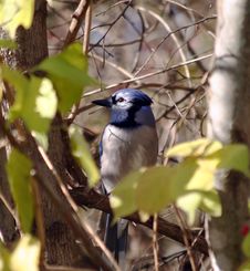 Blue Jay Stock Photo Blue Jay Stock Photo