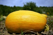 Big Yellow Pumpkin Stock Images Big Yellow Pumpkin Stock Images