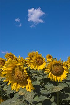 Field Of Bloomed Sunflowers Stock Images Field Of Bloomed Sunflowers Stock Images