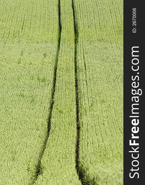 Track from a tractor in a corn field. Track from a tractor in a corn field