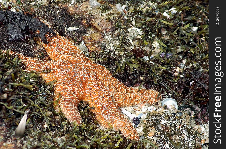 Sea Star / Star Fish