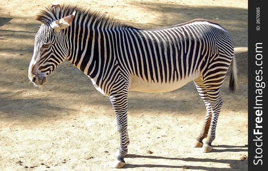 Zebra