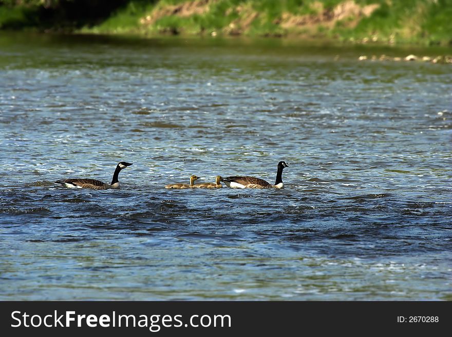 Family of Canada geese swimming across a river to the other side.